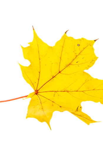 fall-g12fe5c90d_640